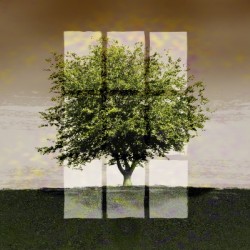 Window on a Green Tree 3x2